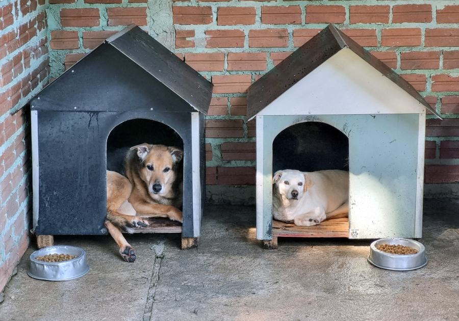 4º Chima Pet com feira de adoção ocorre domingo no Parque dos Macaquinhos