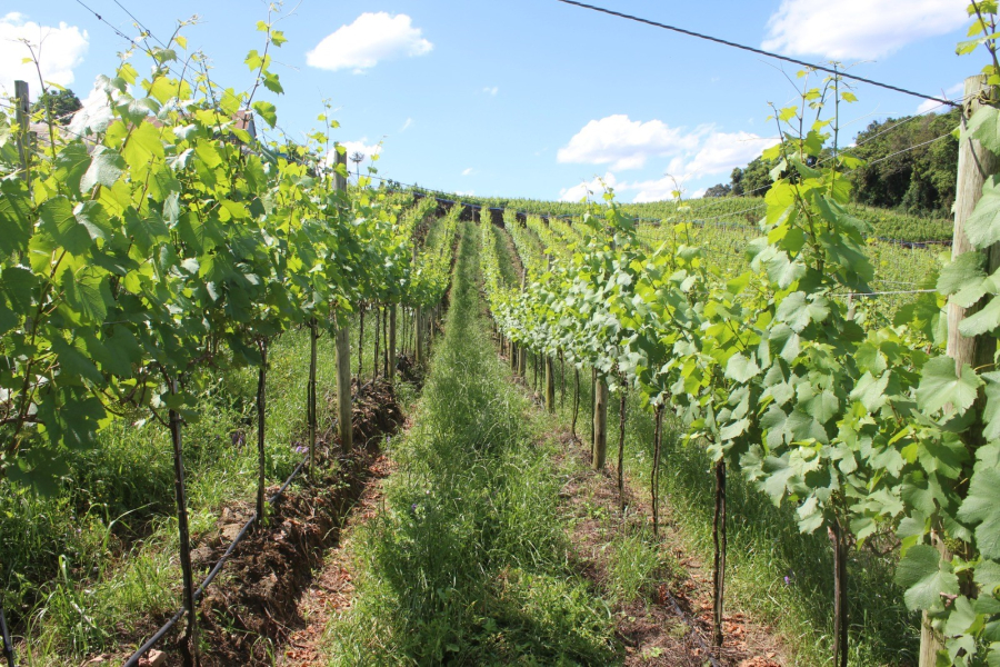 Projeto espaldeiras: produção e cultivo de uvas segue intenso em propriedades rurais   