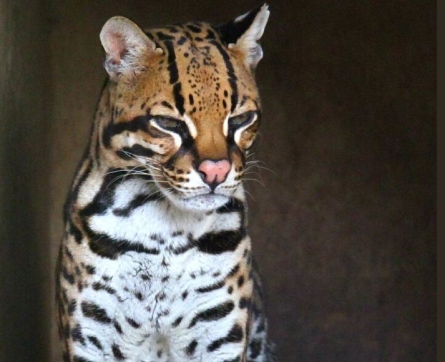 Jaguatirica do plantel do Zoo da UCS passa por videocirurgia