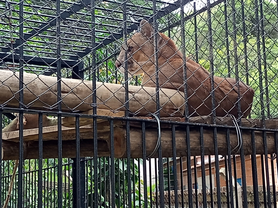 Zoológico da Universidade de Caxias do Sul reabre para visitação pública