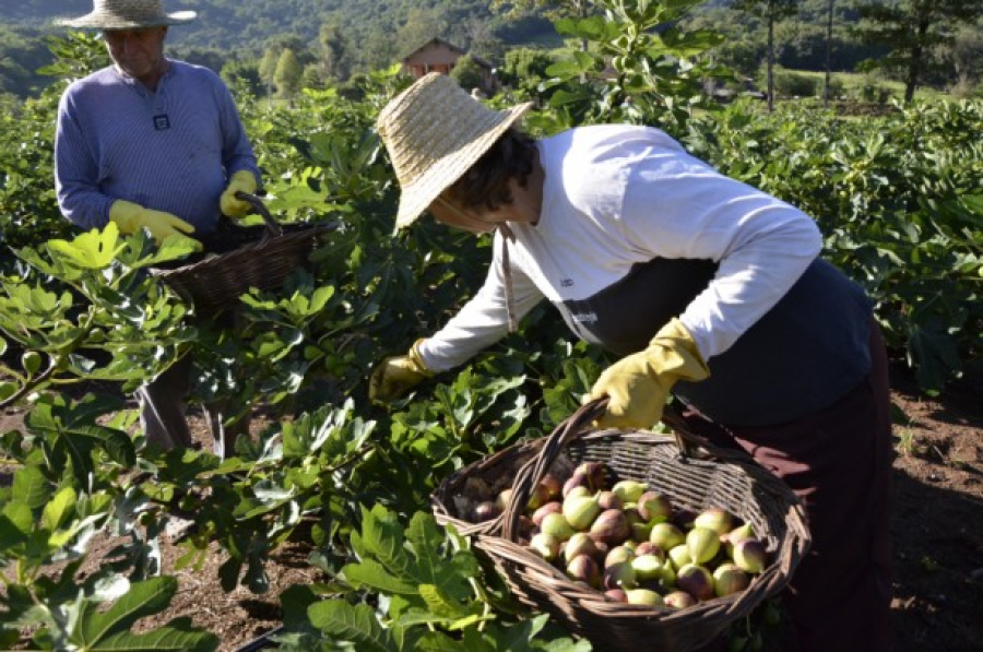 Nova Petrópolis abre inscrições para programas de incentivo em agricultura 